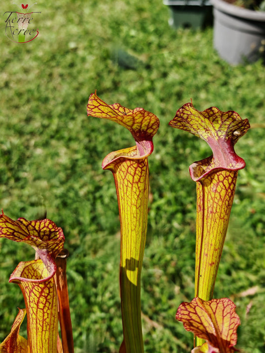 SX41U08 Sarracenia x (S. x moorei 'Leah Wilkerson' x S. x 'French Kiss')