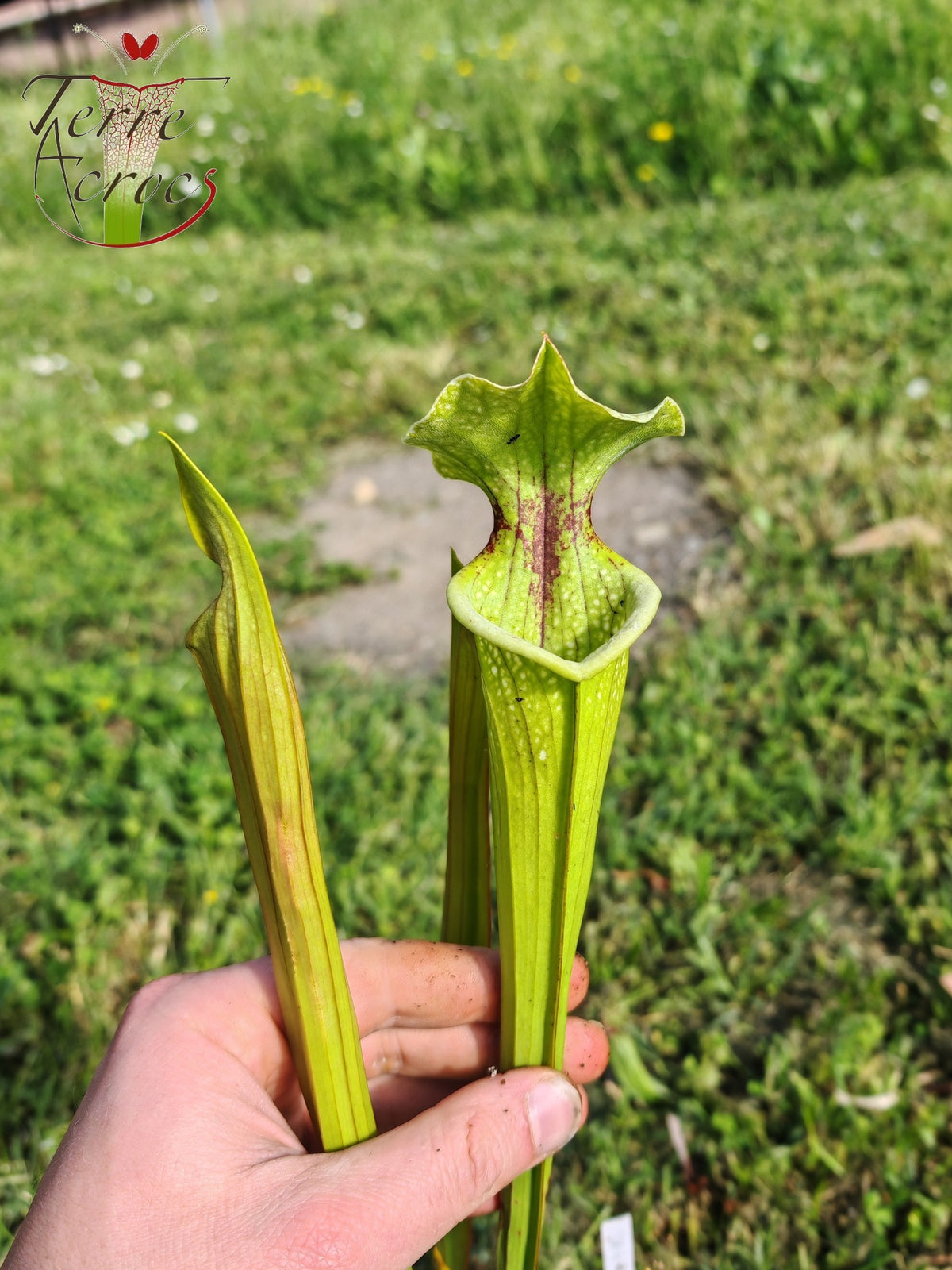 SX41U08-04 Sarracenia x (S. x moorei 'Leah Wilkerson' x S. x 'French Kiss')