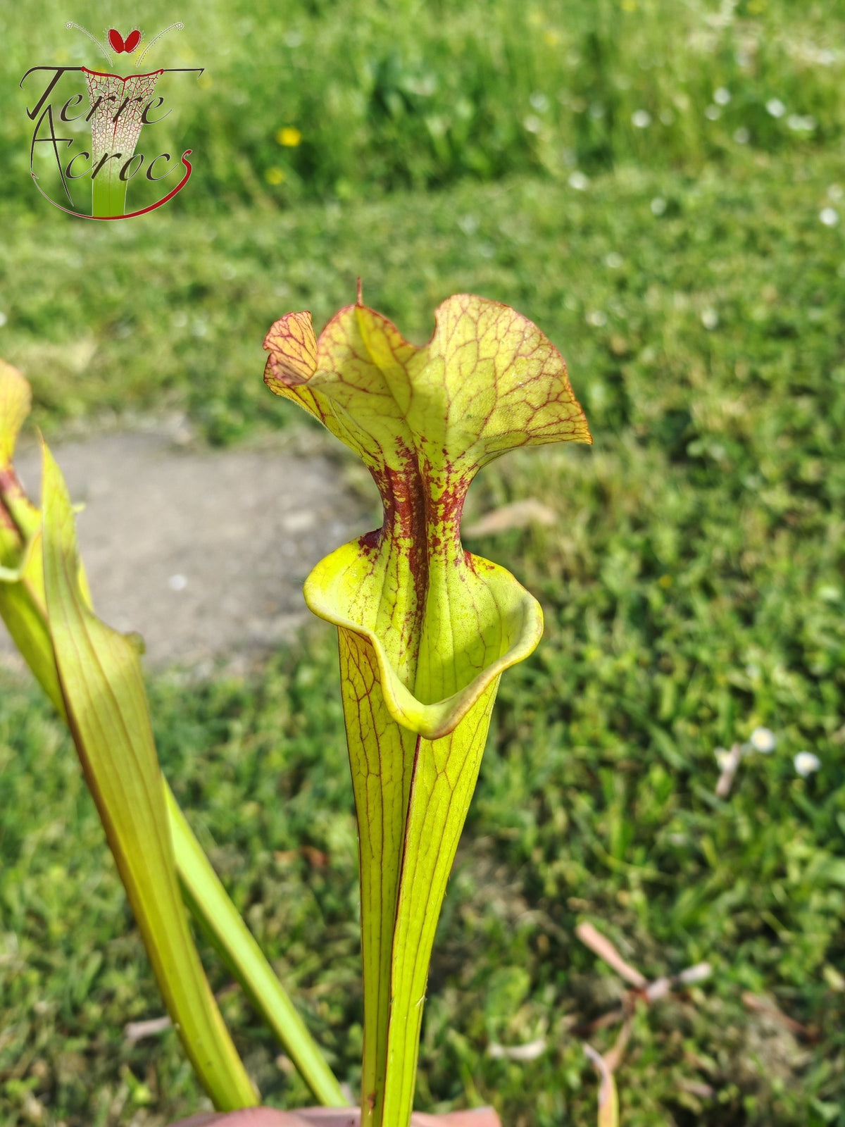 SX41U08-08 Sarracenia x (S. x moorei 'Leah Wilkerson' x S. x 'French Kiss')