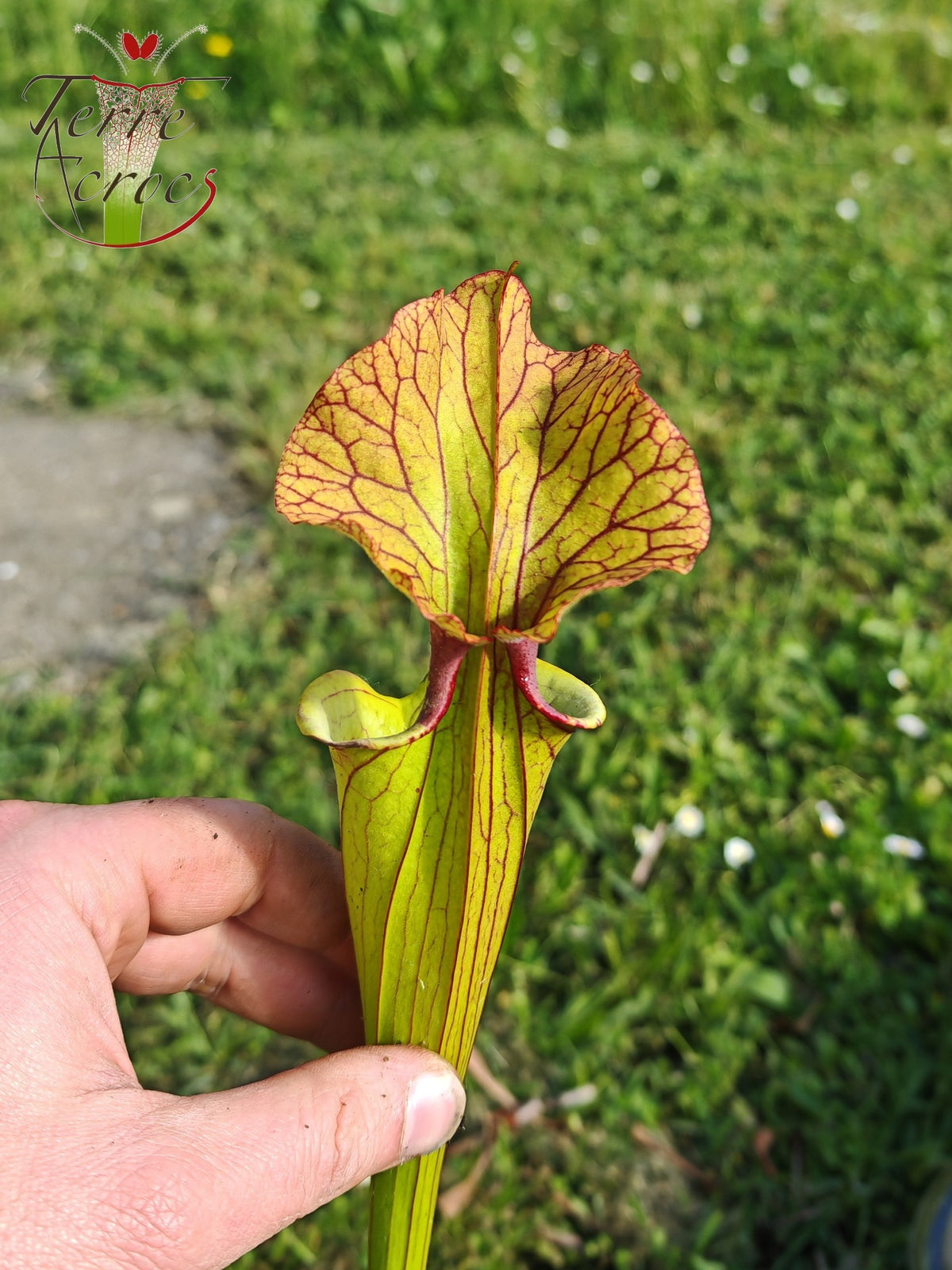 SX41U08-08 Sarracenia x (S. x moorei 'Leah Wilkerson' x S. x 'French Kiss')