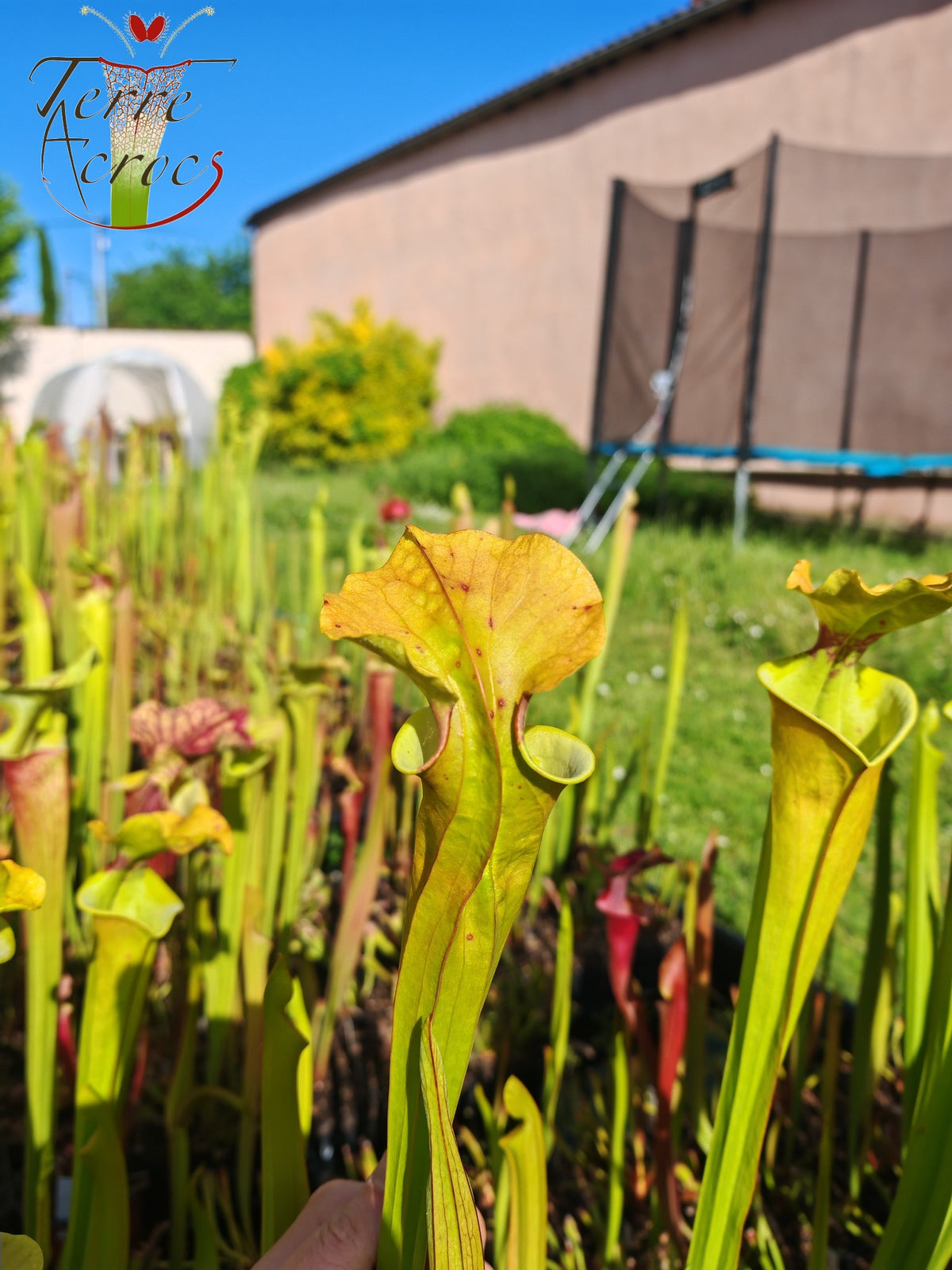 SX41U09 Sarracenia x (S. x moorei 'Leah Wilkerson' x S. x 'French Kiss')