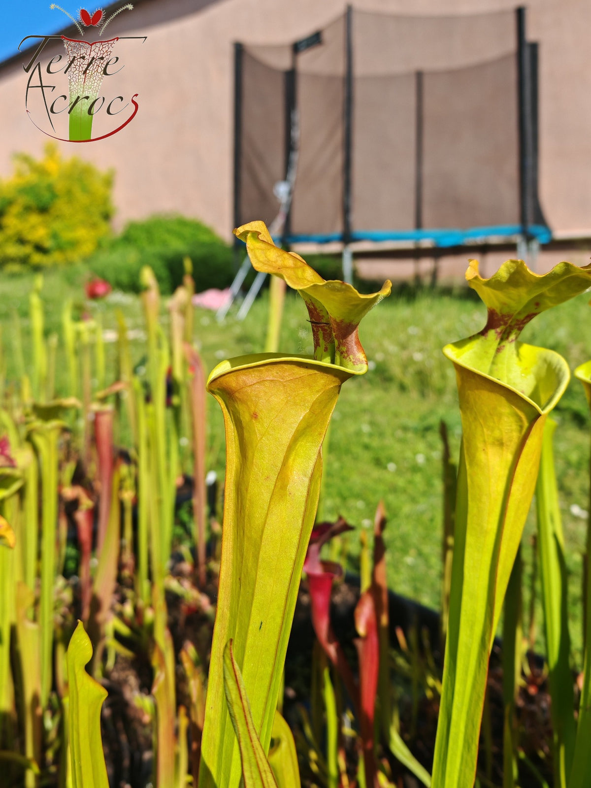 SX41U09 Sarracenia x (S. x moorei 'Leah Wilkerson' x S. x 'French Kiss')