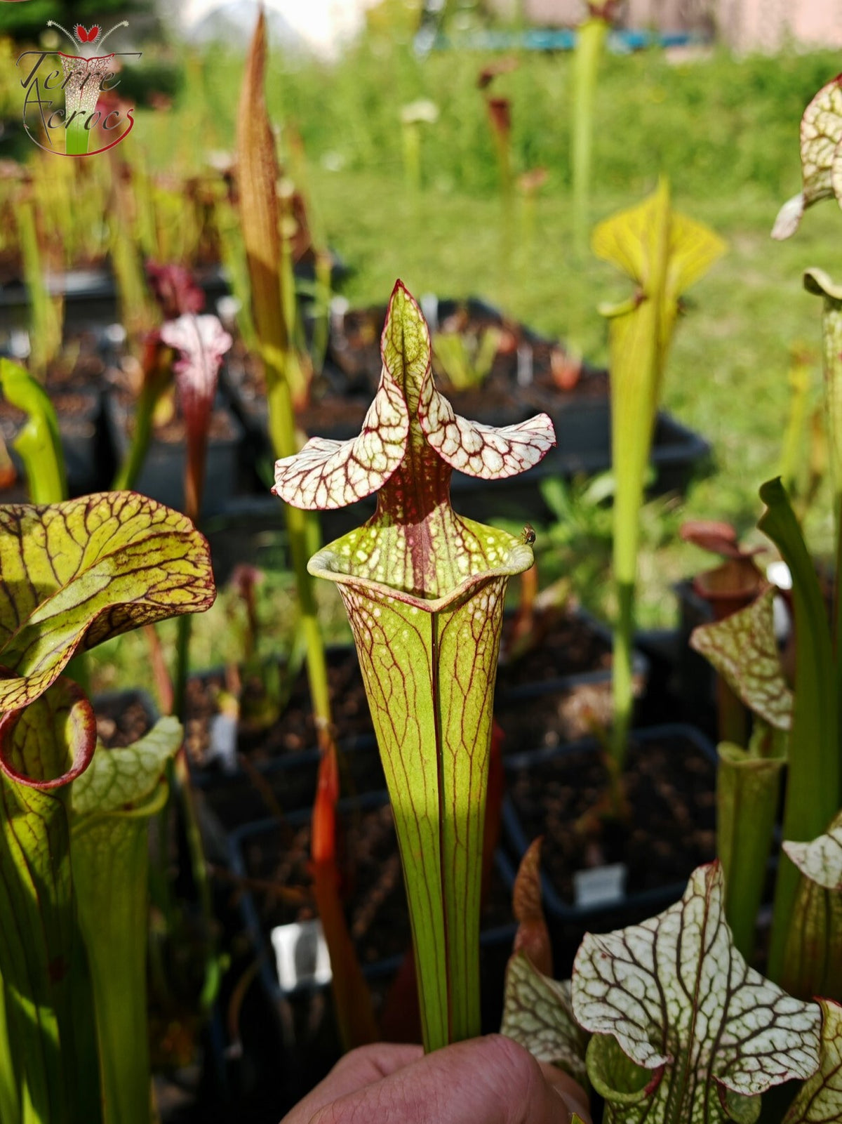 SX41b Sarracenia x (S. x moorei 'Leah Wilkerson' x S. x 'French Kiss') (Klon b)