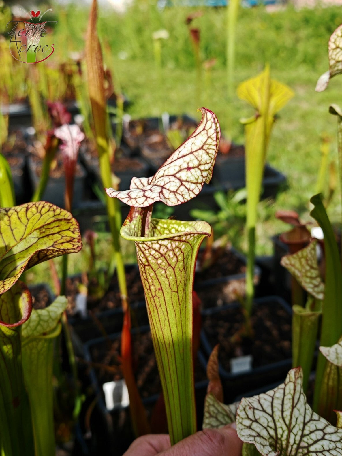 SX41b Sarracenia x (S. x moorei 'Leah Wilkerson' x S. x 'French Kiss') (Klon b)