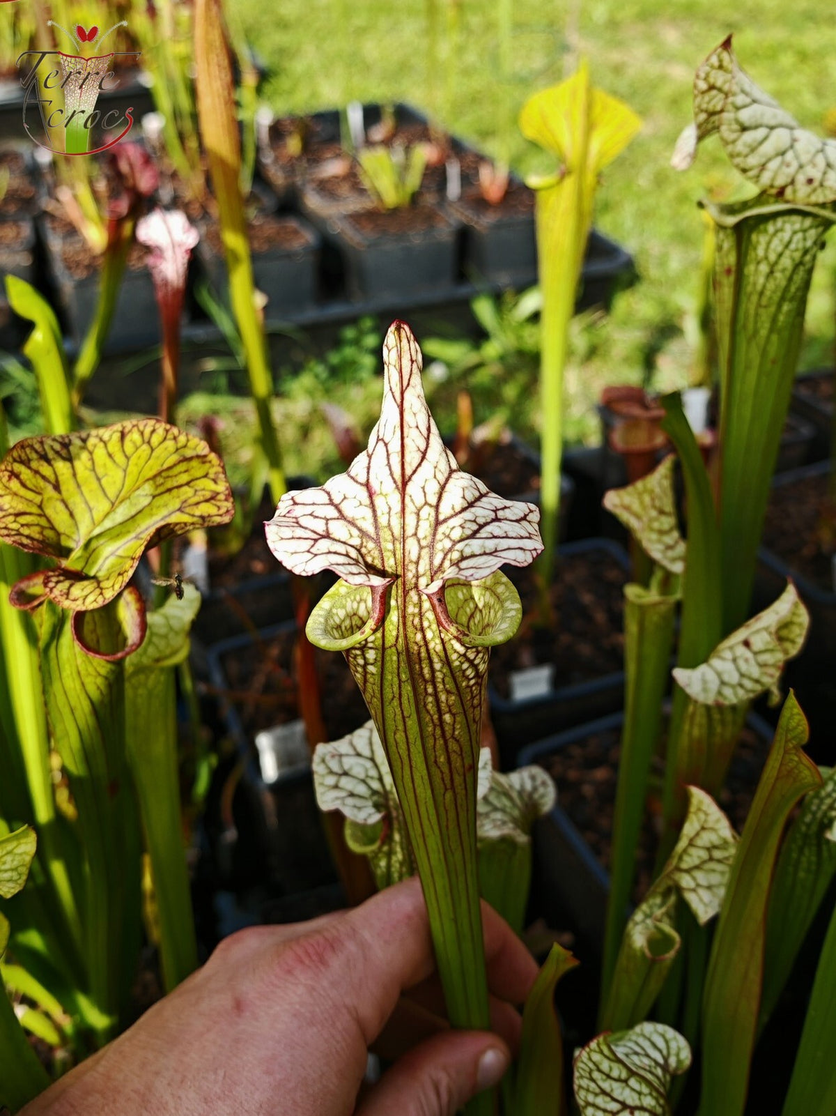 SX41b Sarracenia x (S. x moorei 'Leah Wilkerson' x S. x 'French Kiss') (Klon b)