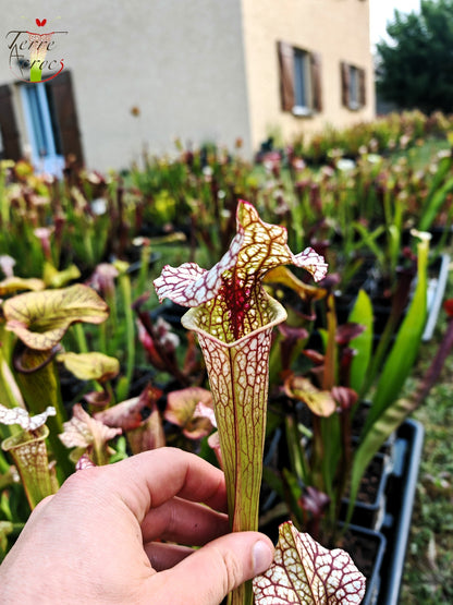 SX41b Sarracenia x (S. x moorei 'Leah Wilkerson' x S. x 'French Kiss') (Klon b)