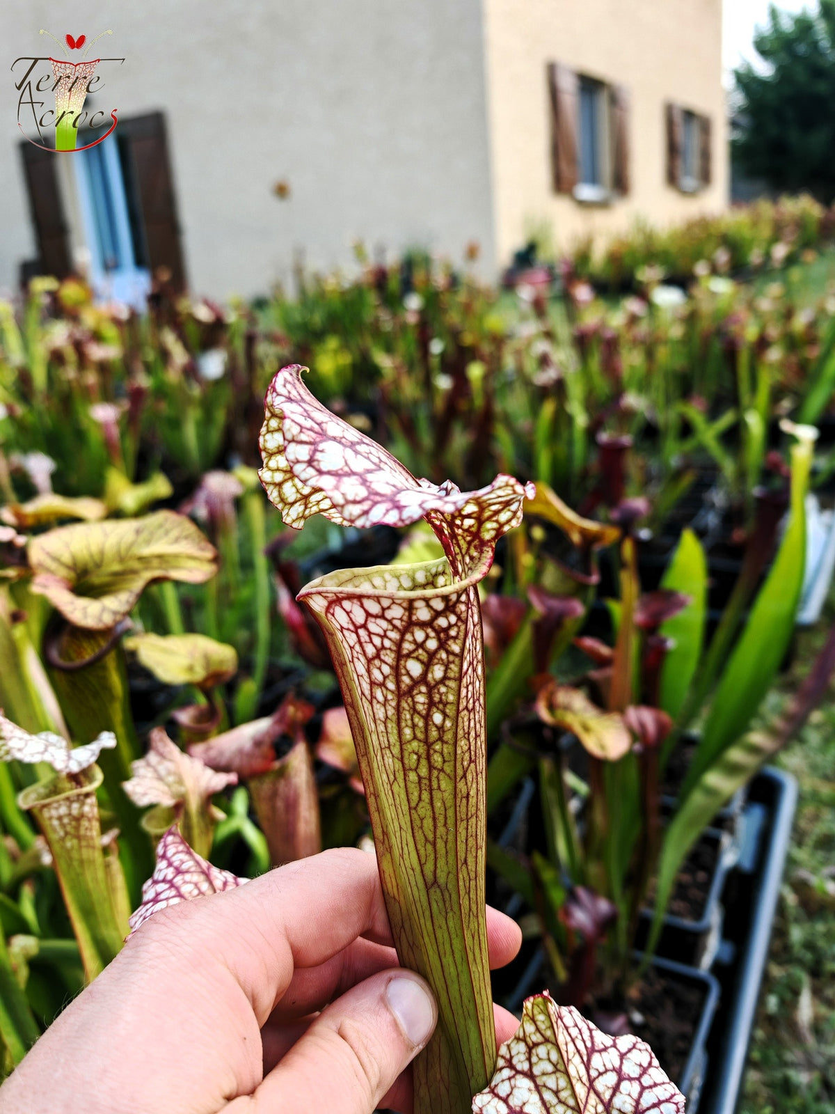 SX41b Sarracenia x (S. x moorei 'Leah Wilkerson' x S. x 'French Kiss') (Klon b)