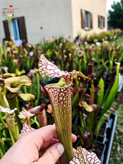 SX41b Sarracenia x (S. x moorei 'Leah Wilkerson' x S. x 'French Kiss') (Klon b)