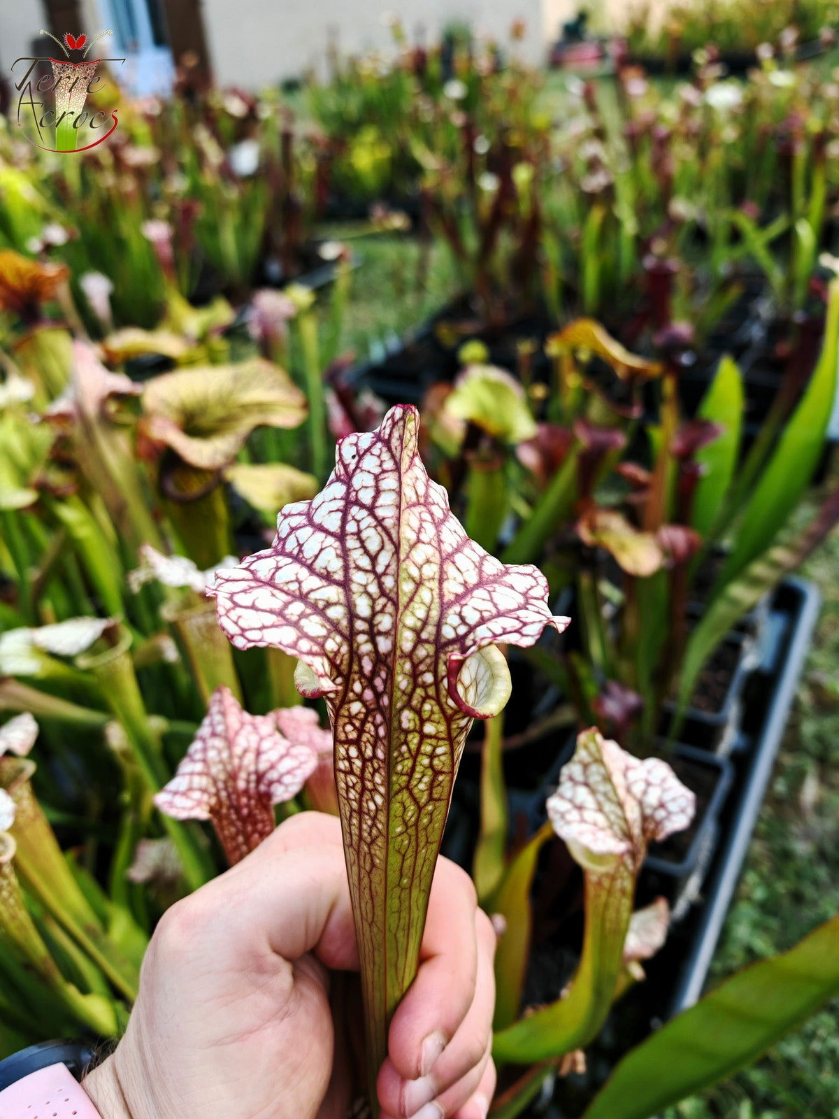 SX41b Sarracenia x (S. x moorei 'Leah Wilkerson' x S. x 'French Kiss') (Klon b)