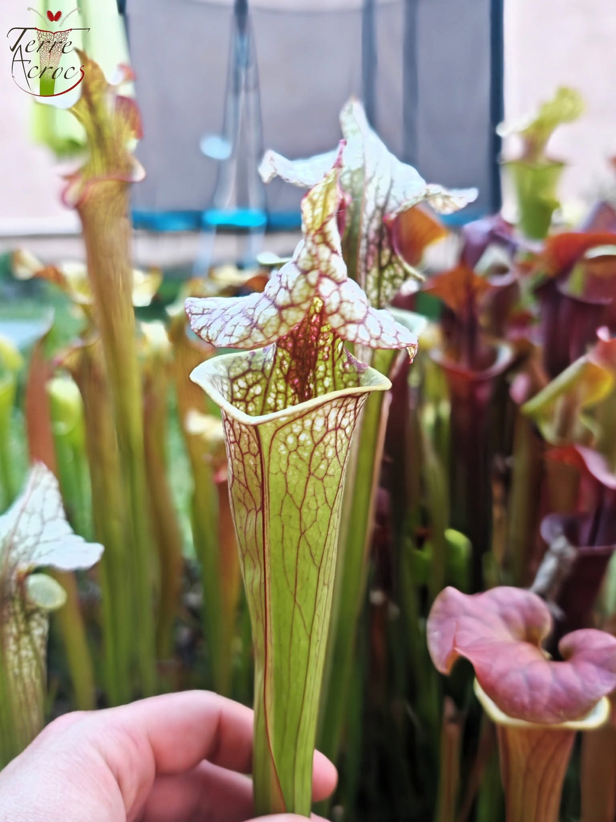 SX41b Sarracenia x (S. x moorei 'Leah Wilkerson' x S. x 'French Kiss') (Klon b)