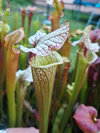 SX41b Sarracenia x (S. x moorei 'Leah Wilkerson' x S. x 'French Kiss') (Klon b)