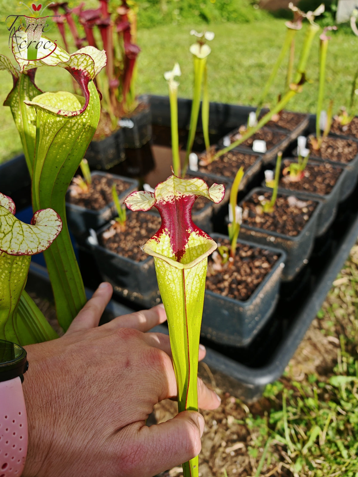 SX41c Sarracenia x (S. x moorei 'Leah Wilkerson' x S. x 'French Kiss') (Klon c)