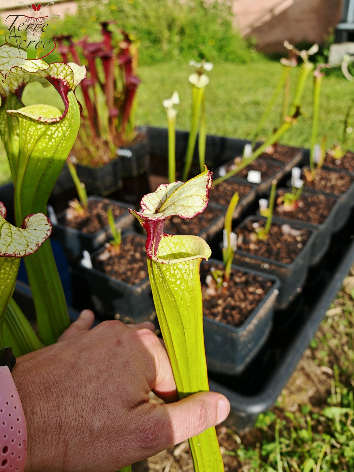 SX41c Sarracenia x (S. x moorei 'Leah Wilkerson' x S. x 'French Kiss') (Klon c)