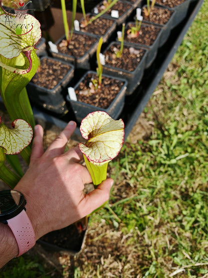 SX41c Sarracenia x (S. x moorei 'Leah Wilkerson' x S. x 'French Kiss') (Klon c)