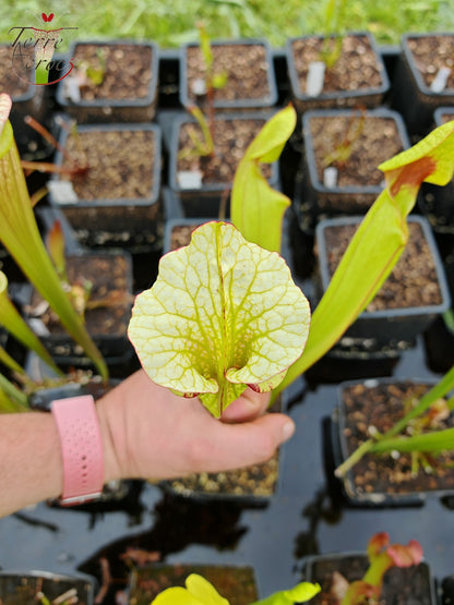 SX41c Sarracenia x (S. x moorei 'Leah Wilkerson' x S. x 'French Kiss') (Klon c)