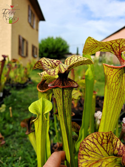 SX43 Sarracenia x unbekannt (OB-Mix-Samen 2017)