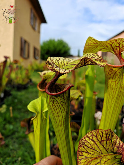 SX43 Sarracenia x unbekannt (OB-Mix-Samen 2017)