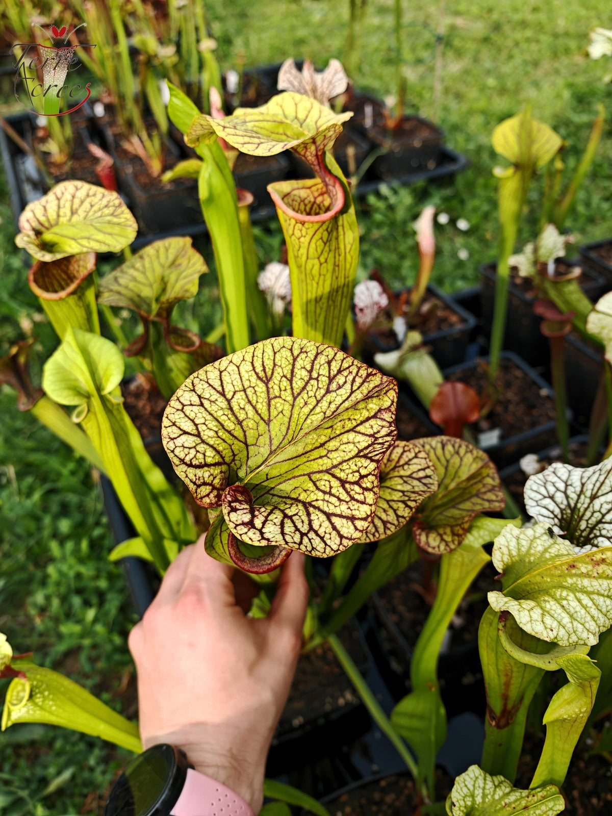 SX43 Sarracenia x unbekannt (OB-Mix-Samen 2017)