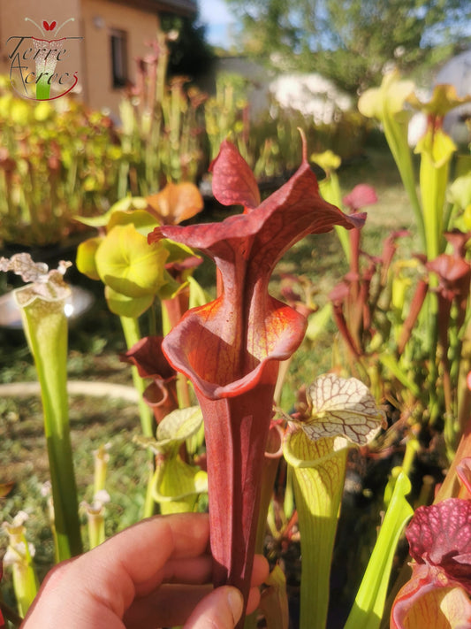 SX45 Sarracenia x "Kratos"
