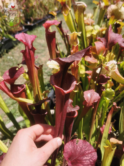 SX45 Sarracenia x "Kratos"