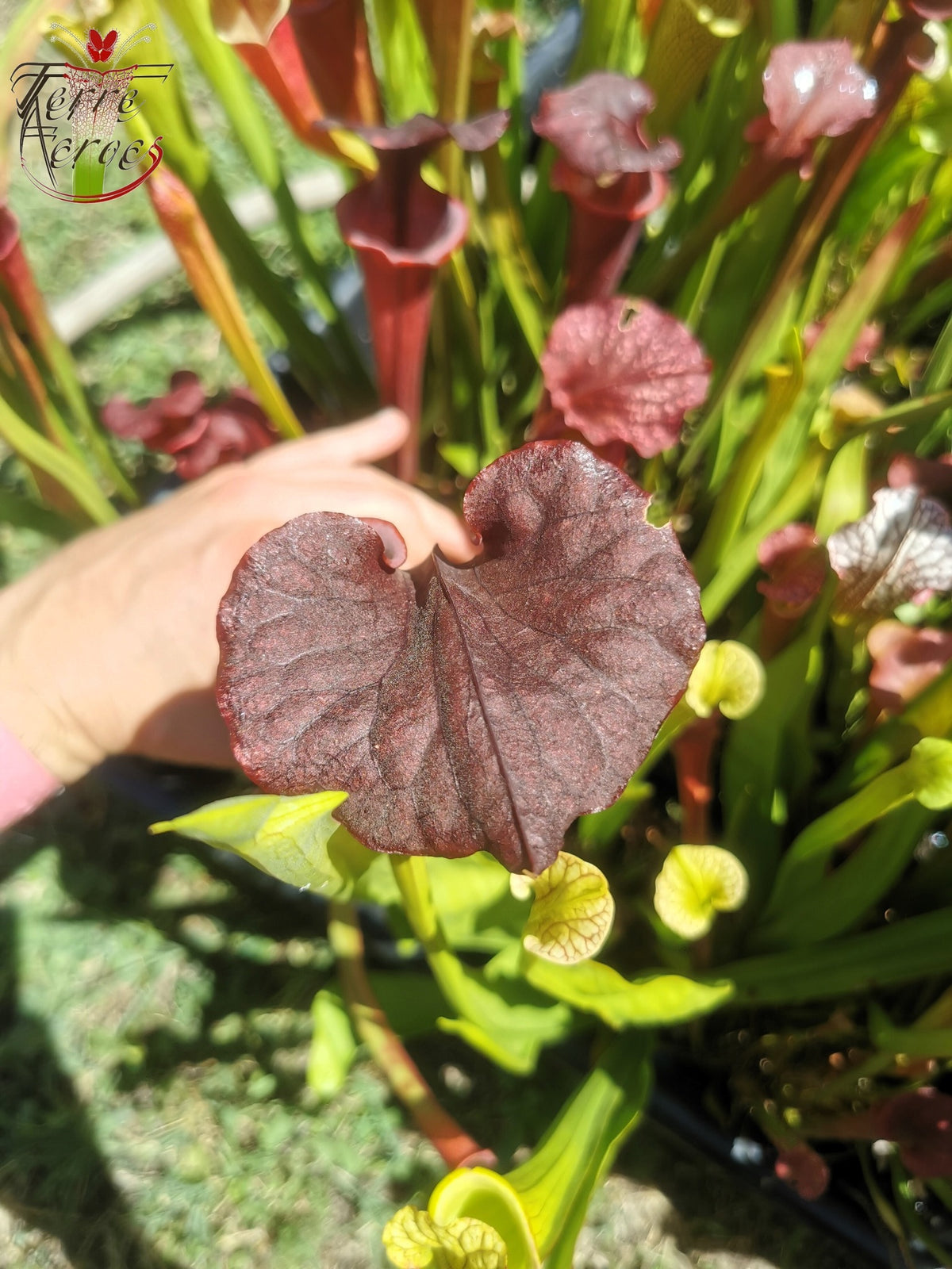 SX45 Sarracenia x "Kratos"