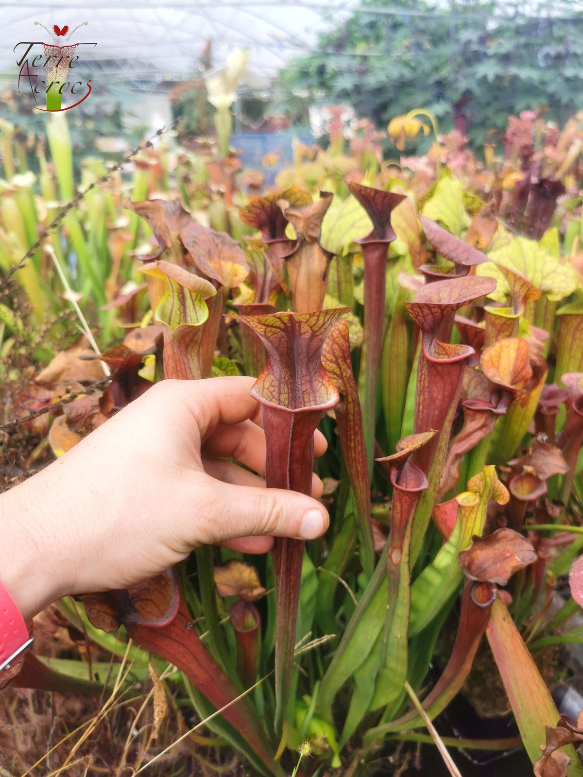 SX47 Sarracenia x „Goldwaschen“