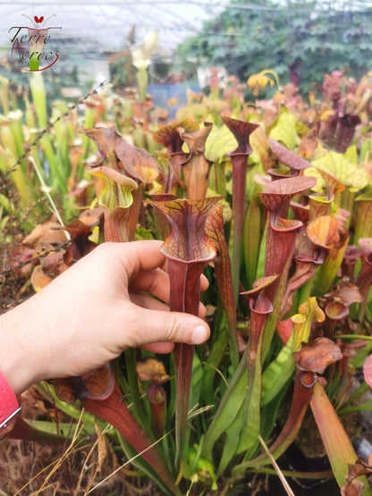 SX47 Sarracenia x „Goldwaschen“