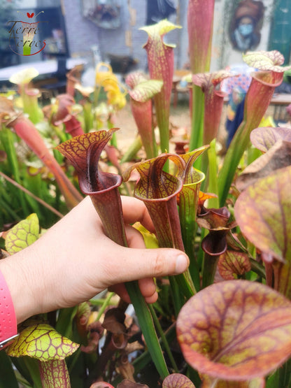 SX47 Sarracenia x „Goldwaschen“