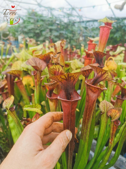 SX47 Sarracenia x „Goldwaschen“