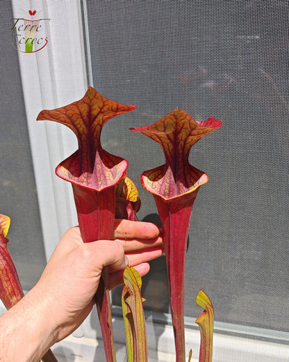 SX47 Sarracenia x „Goldwaschen“