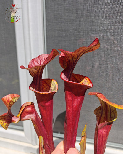 SX47 Sarracenia x „Goldwaschen“
