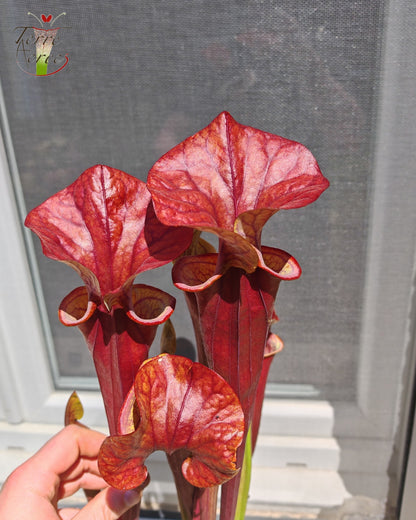 SX47 Sarracenia x „Goldwaschen“