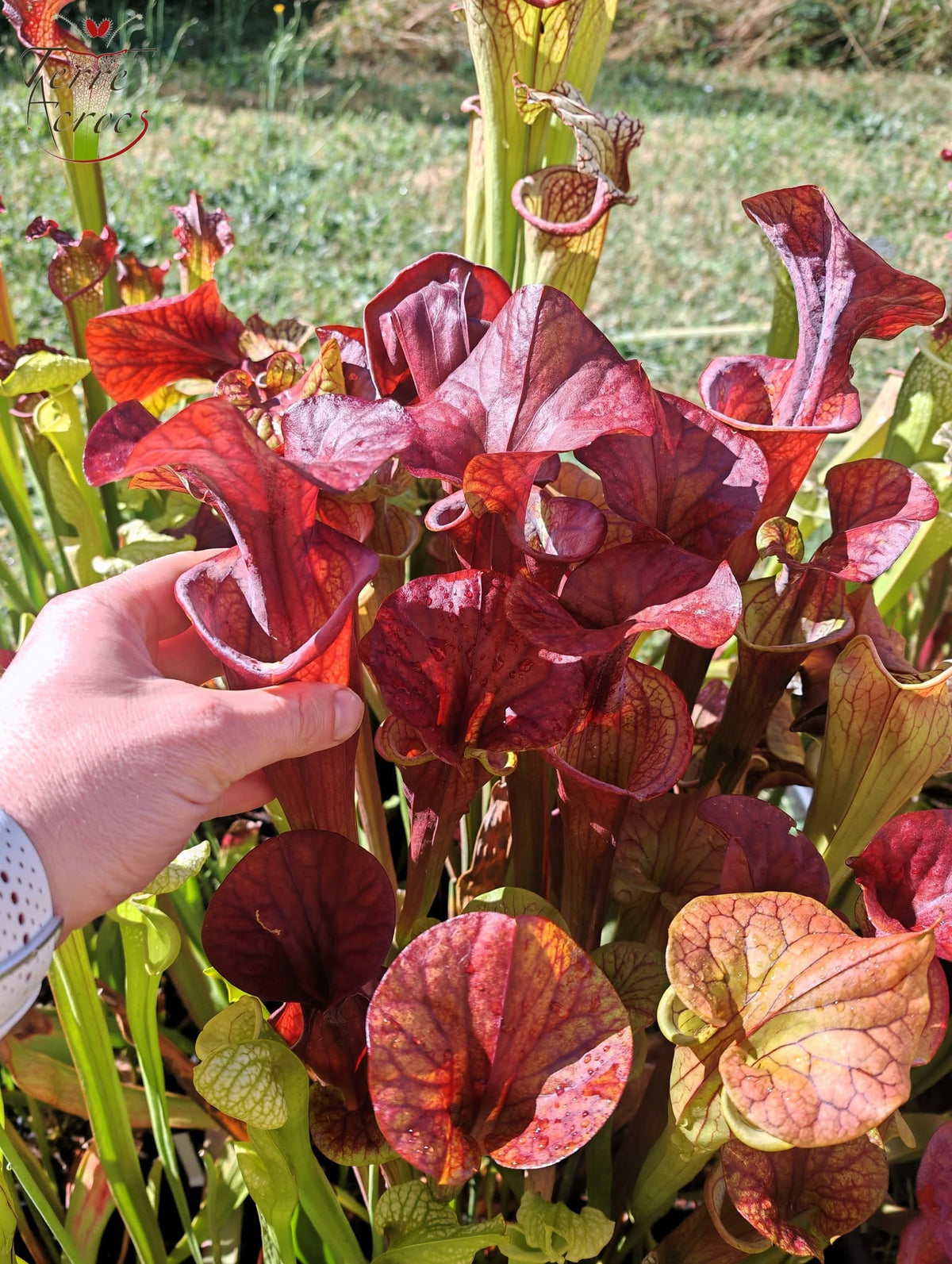 SX47 Sarracenia x „Goldwaschen“