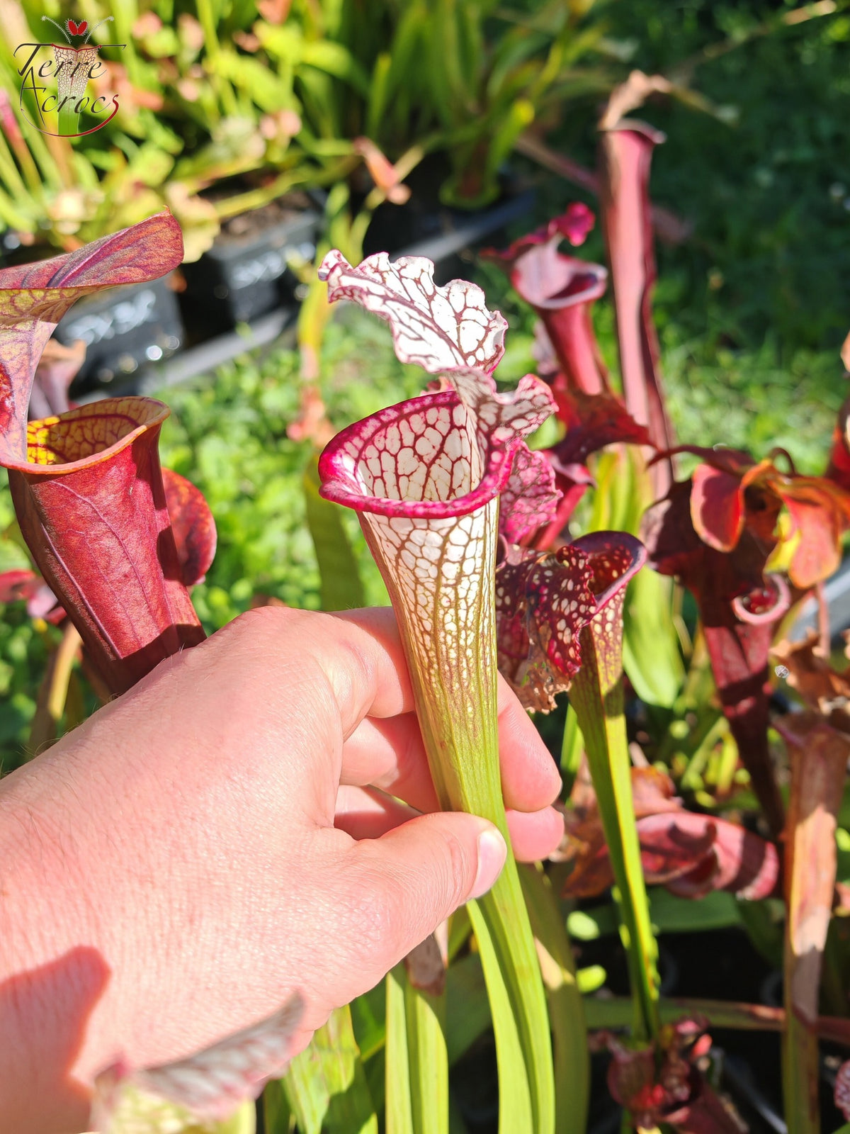 SX48 Sarracenia x -- Early pink / burgundy tube then white with pink lip