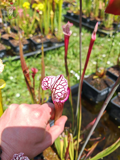 SX48 Sarracenia x -- Early pink / burgundy tube then white with pink lip