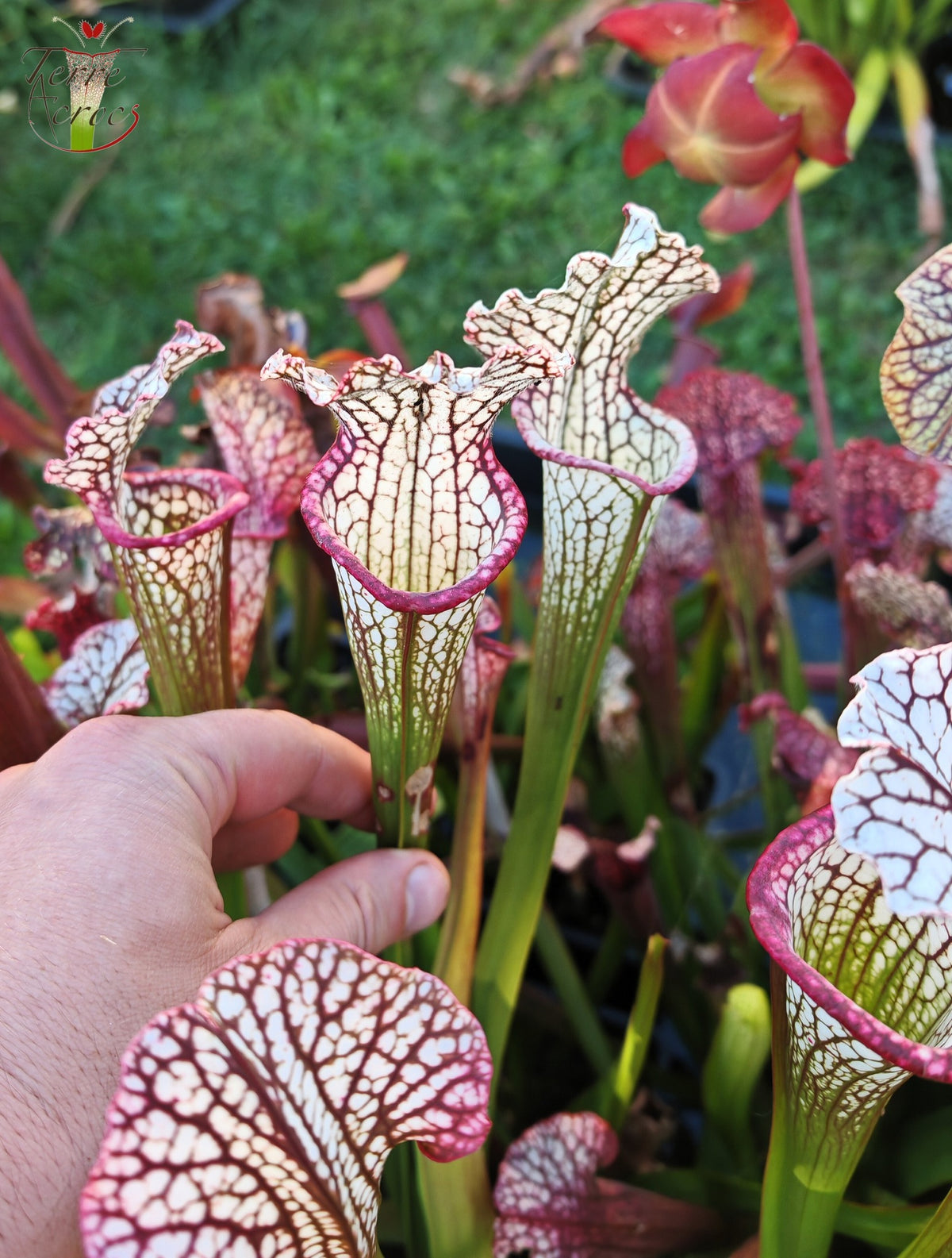 SX48 Sarracenia x -- Early pink / burgundy tube then white with pink lip