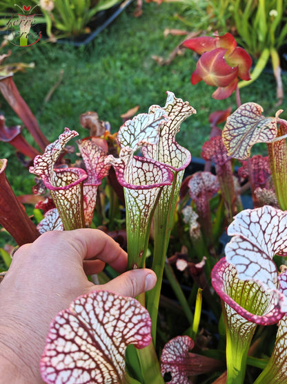 SX48 Sarracenia x -- Early pink / burgundy tube then white with pink lip