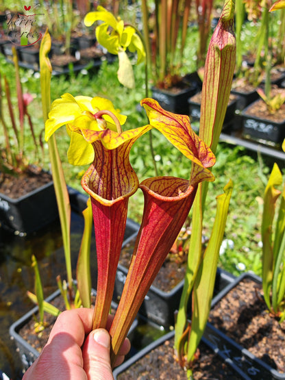 Sarracenia 2025 Samen (SX58 x OP)
