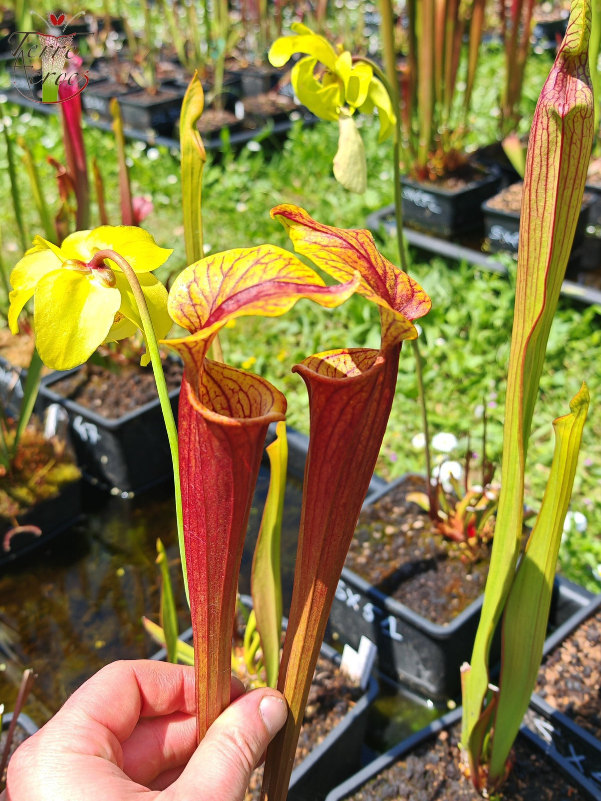 Sarracenia 2025 Samen (SX58 x OP)