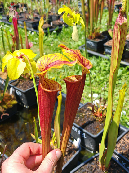 Sarracenia 2025 Samen (SX58 x OP)