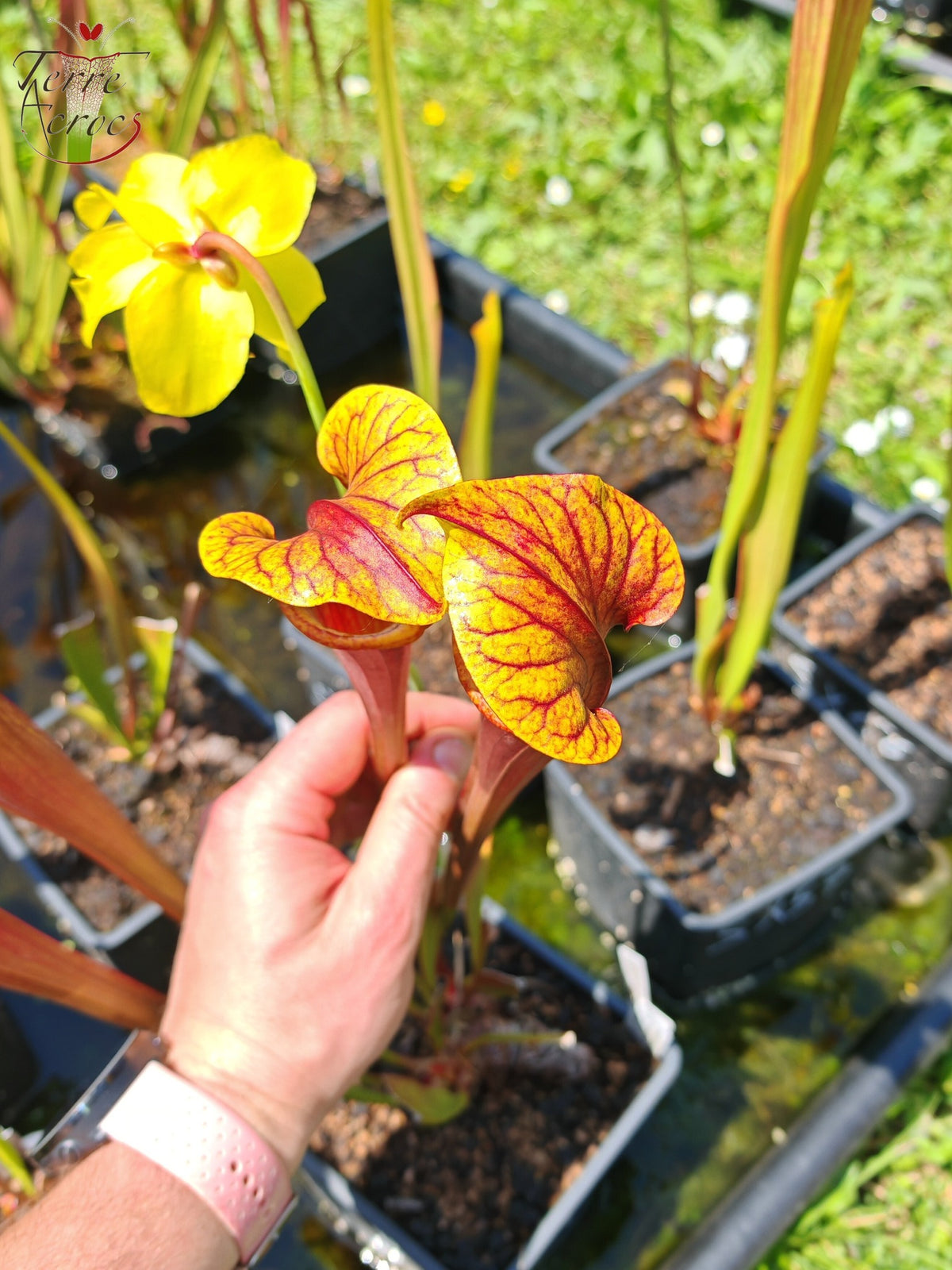 Sarracenia 2025 Samen (SX58 x OP)