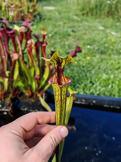 Sarracenia 2025 Samen (SX66 x OP)