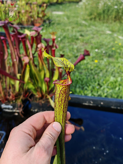 Sarracenia 2025 Samen (SX66 x OP)