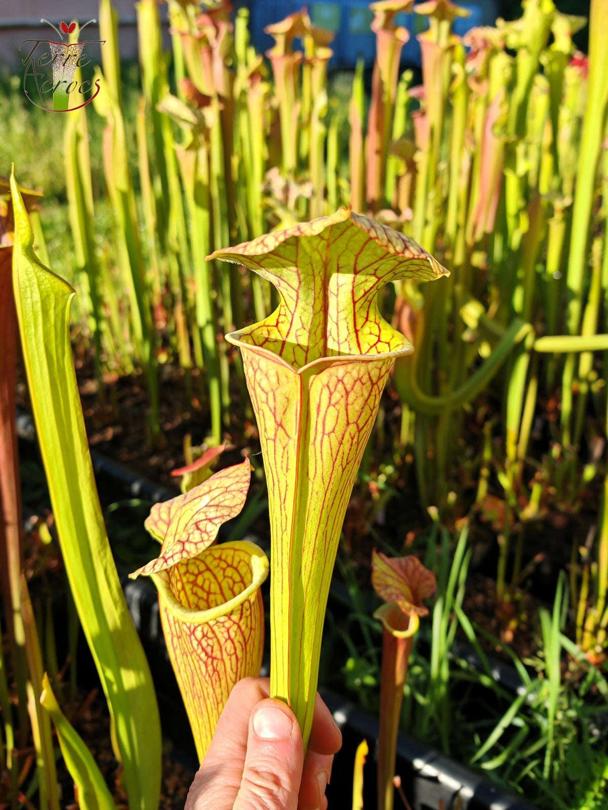 SX67 Sarracenia x ((S. leucophylla x S. oreophila) x S. leucophylla)