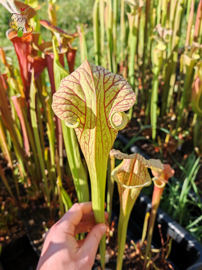 SX67 Sarracenia x ((S. leucophylla x S. oreophila) x S. leucophylla)