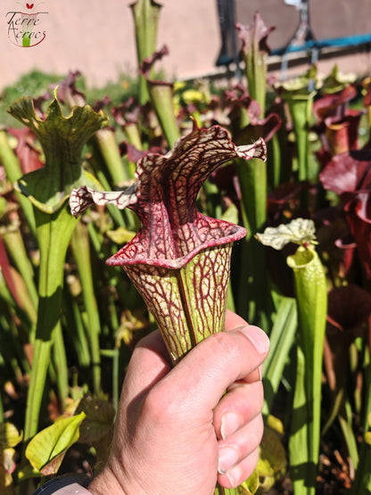 SX67 Sarracenia x ((S. leucophylla x S. oreophila) x S. leucophylla)