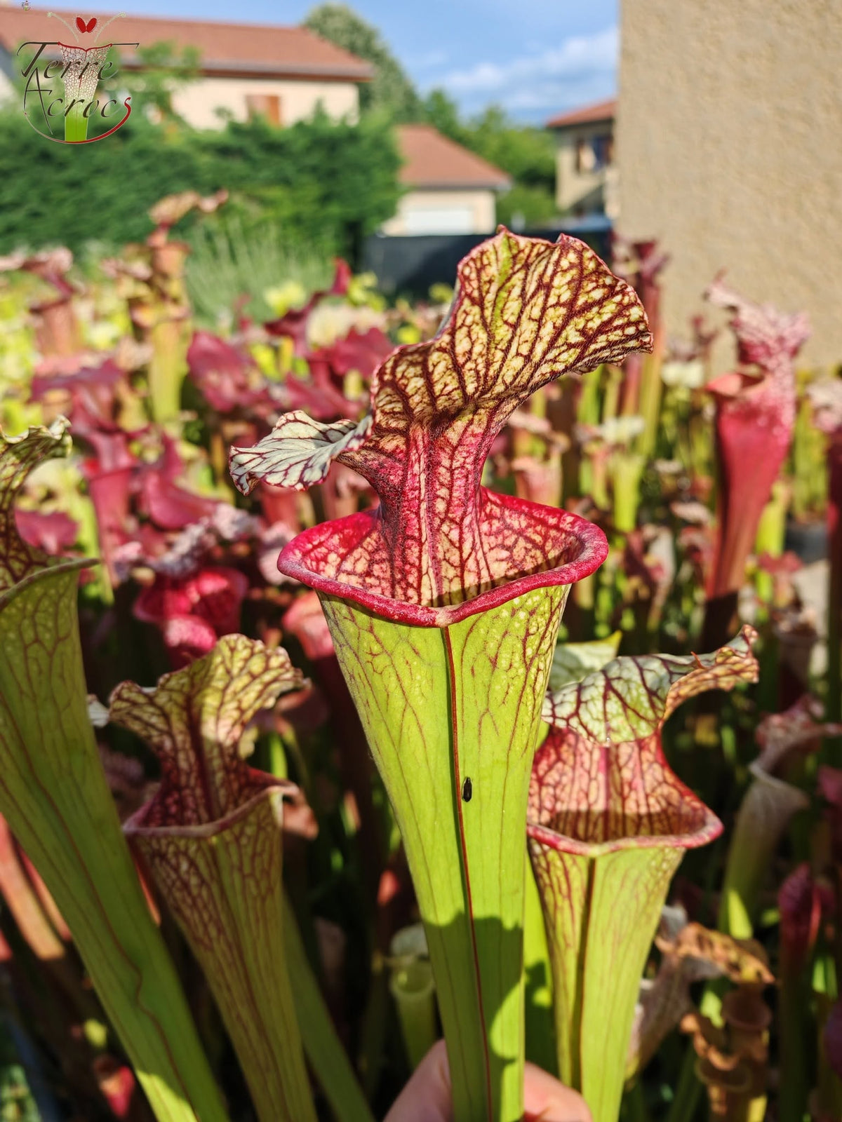 SX67 Sarracenia x ((S. leucophylla x S. oreophila) x S. leucophylla)