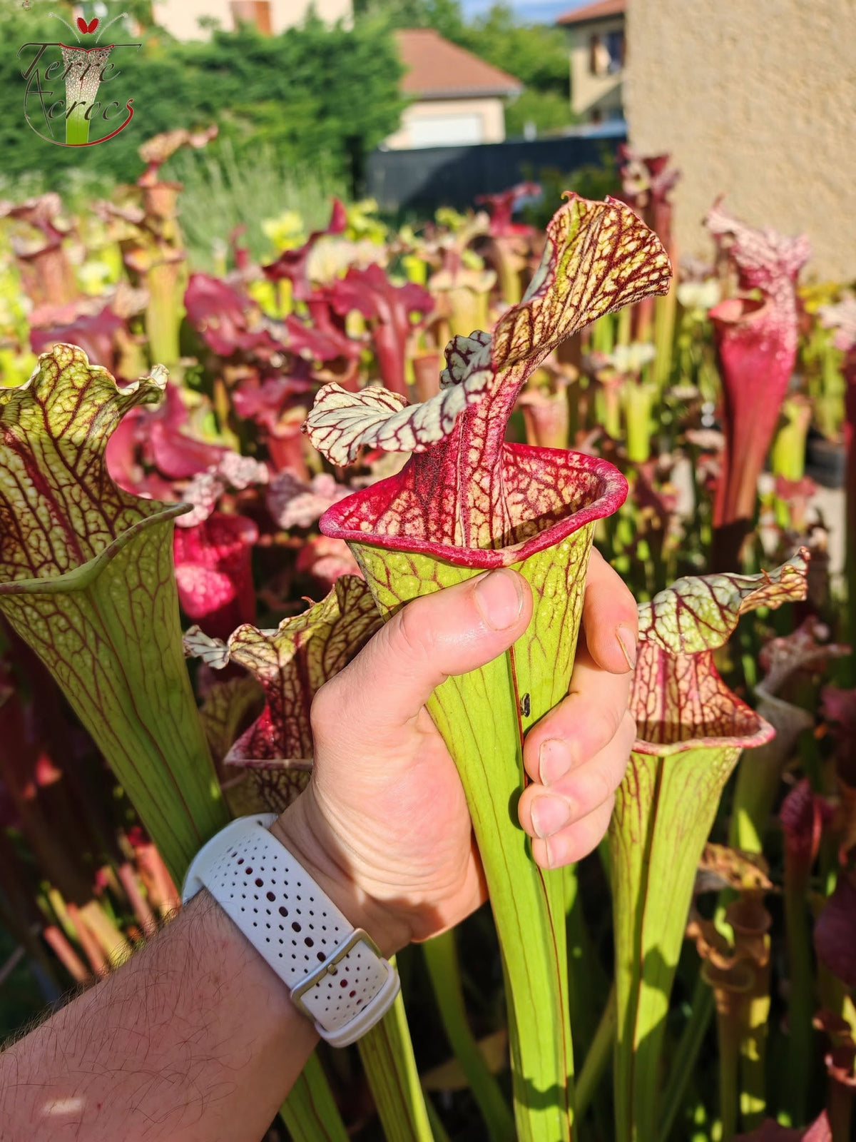 SX67 Sarracenia x ((S. leucophylla x S. oreophila) x S. leucophylla)