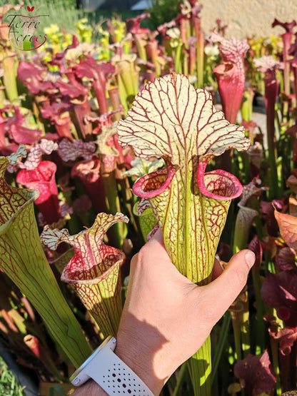 SX67 Sarracenia x ((S. leucophylla x S. oreophila) x S. leucophylla)