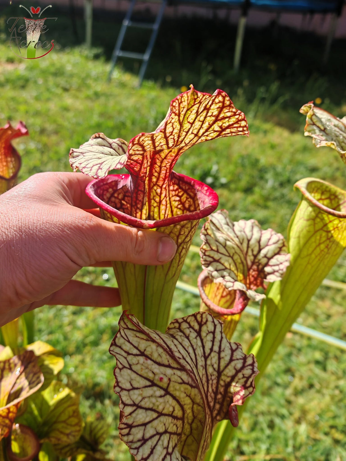 SX67 Sarracenia x ((S. leucophylla x S. oreophila) x S. leucophylla)